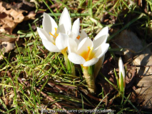 Krokus vermutl. Bowles White
