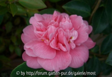 Anemoniflora Carnea sport.jpg