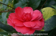 Formosa de young rot.jpg