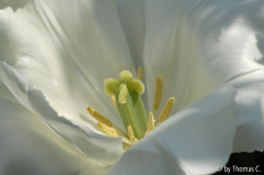 Tulpenstudie 13