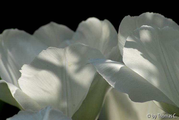 Tulpenstudie 14