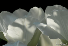 Tulpenstudie 14
