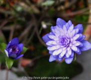 Murasaki Shikibu