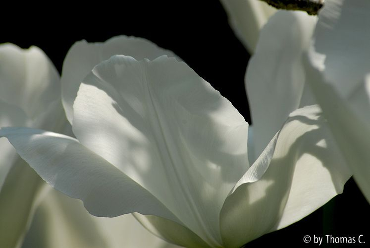 Tulpenstudie 15