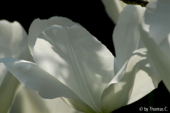 Tulpenstudie 15