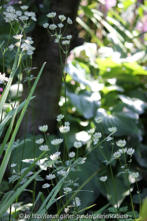 Kirschbaumunterpflanzung, Astrantia major