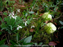Helleborus multifidus subsp. bocconei 2013