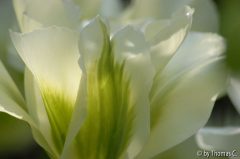 Tulpenstudie 16