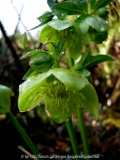 Helleborus multifidus subsp. istriacus