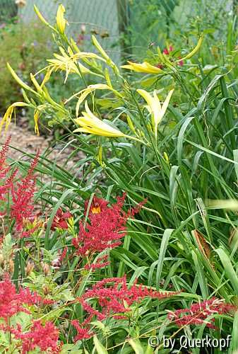 Hem thunb. - Astilbe