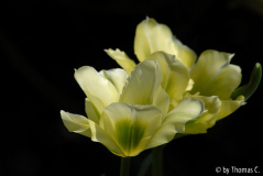 Tulpenstudie 11