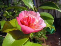 Browncreek_s Harlekin 16_3_1.JPG
