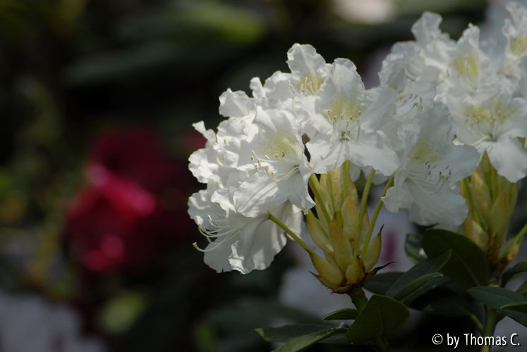 Rhododendren 01
