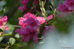 Rhododendren 02