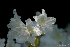 Rhododendren 03