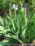 iris hellblau horst.jpg