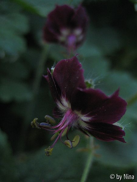 Geranium phaeum