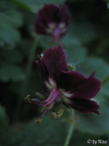Geranium phaeum
