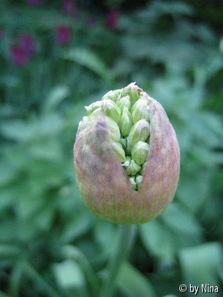 Allium prall