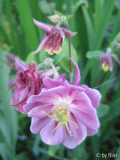 Aquilegia rosé