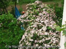Montana Rubens Pergola.jpg