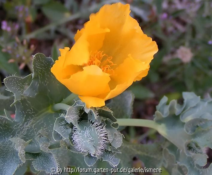 Unbekannter Mohn Cala Pi