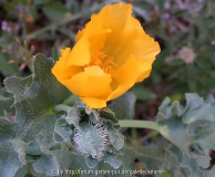 Unbekannter Mohn Cala Pi