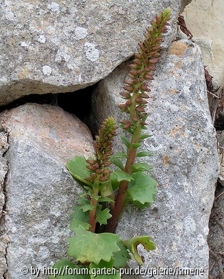 Umbilicus rupestris