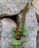 Umbilicus rupestris