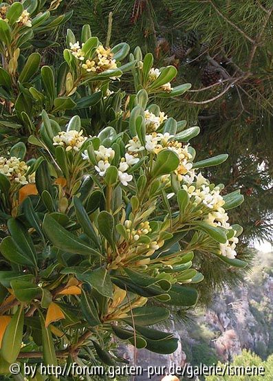Pittisporum tobira
