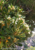 Pittisporum tobira
