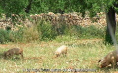 Cami Vell a Cala Pi - Schweine