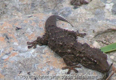Schwarzer Gecko Nähe Castellitx