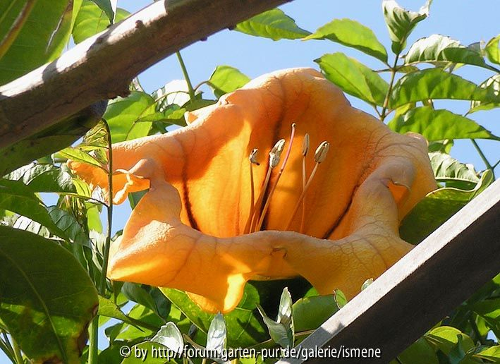 Solandra maxima