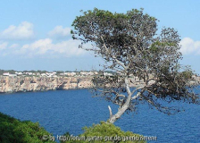 Pinus halepensis