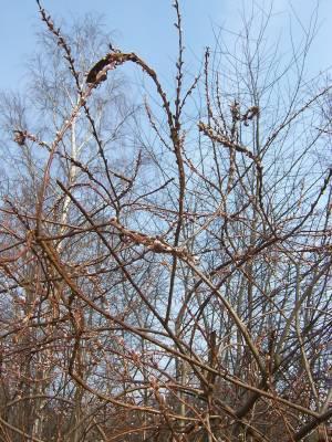 Salix sachalinensis 'Sekka' - Drachenweide