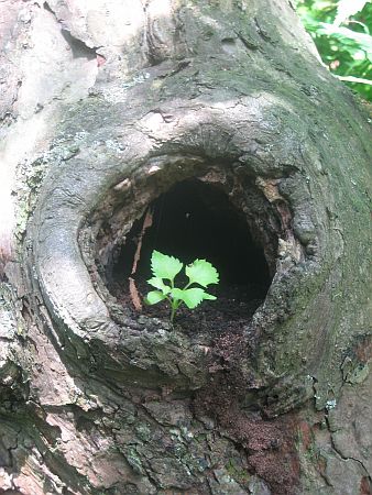 Ein Loch im Baum