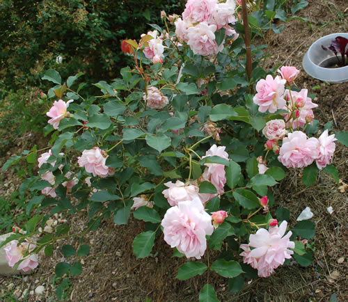 Hart erkämpftes Inselbeet mit Rosen bepflanzen